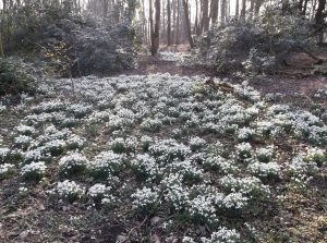 Bank Hall is famous for its carpets of snowdrops